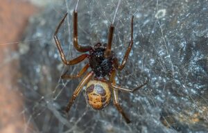 noble false widow (3)