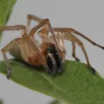sac spider habitat, diet & life cycle uncovered (2)