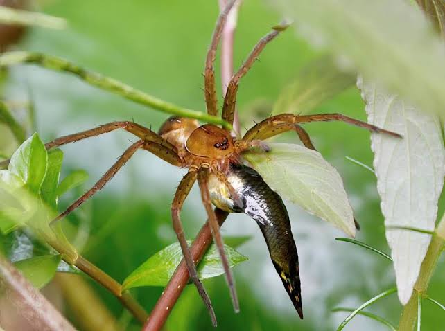 fishing spiders masters of water and web (1)