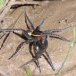 fishing spiders masters of water and web (2)