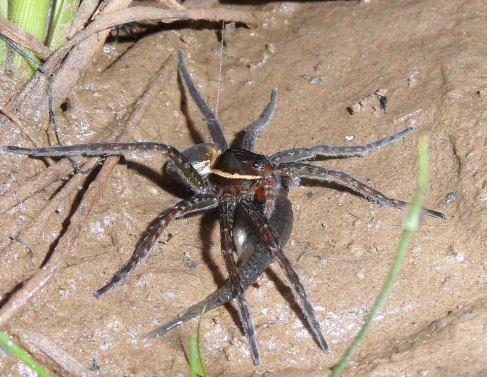 fishing spiders masters of water and web (2)