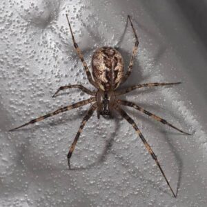 sheetweb weavers (2)