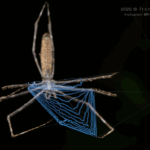 deinopidae spiders (1)