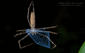 deinopidae spiders (1)