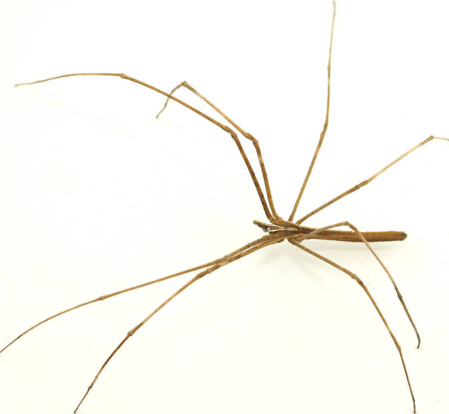 deinopidae spiders (2)