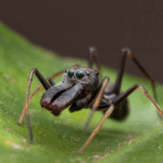 ant spiders habitat, diet, and life cycle (1)