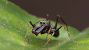 ant spiders habitat, diet, and life cycle (1)