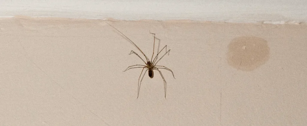 are house spiders dangerous
