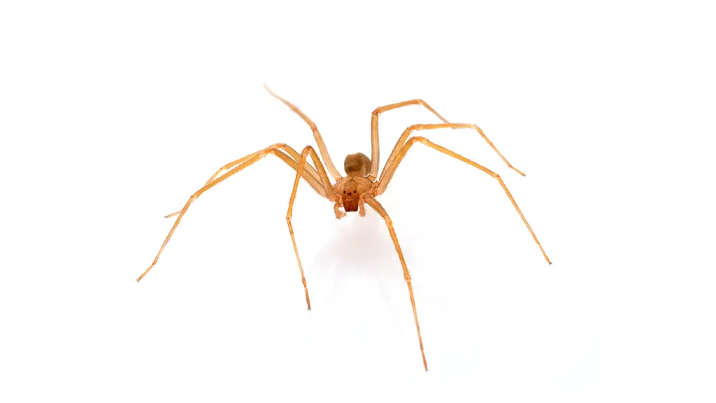 brown recluse spiders