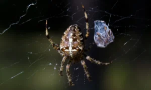 can spiders survive without food