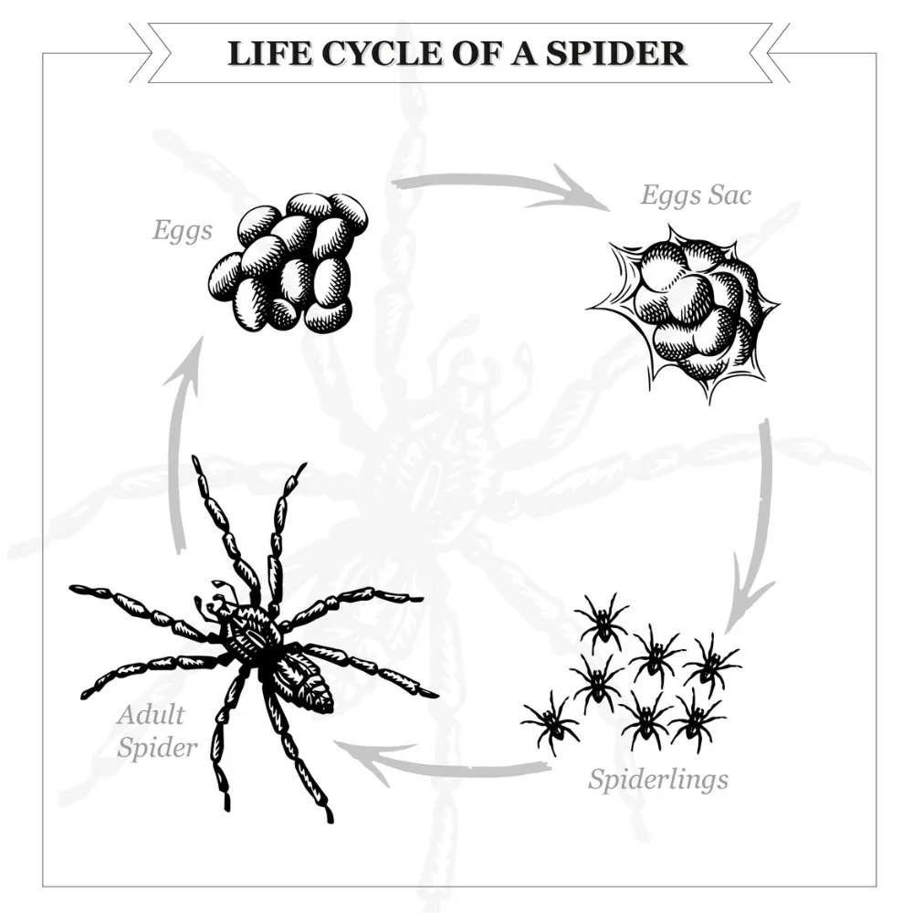can spiders survive without food