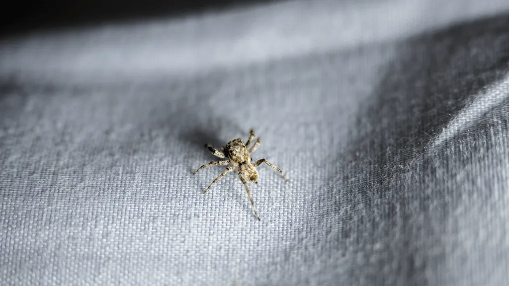 common house spiders