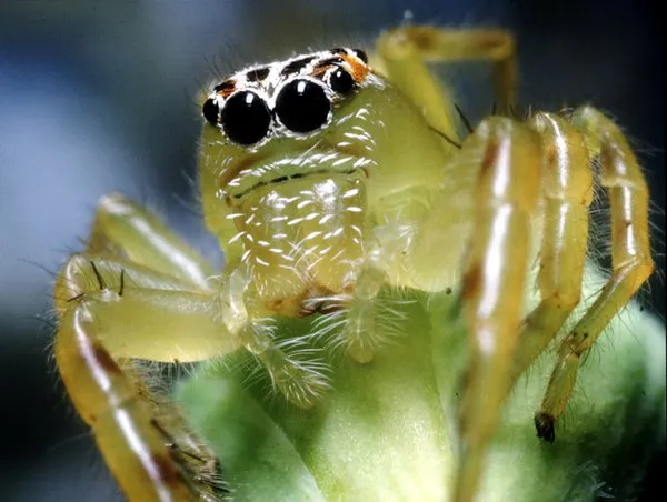 how many eyes do spiders have