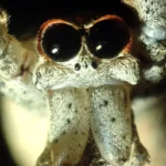 how many eyes do spiders have