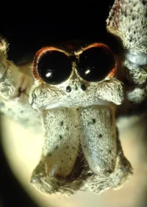 how many eyes do spiders have