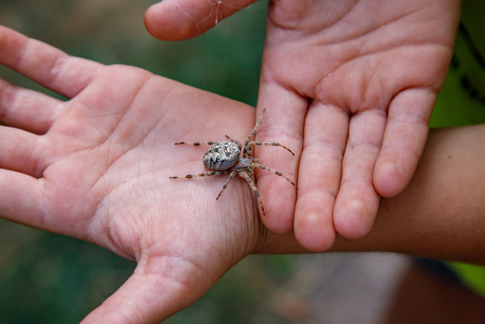 how to treat a spider bite at home