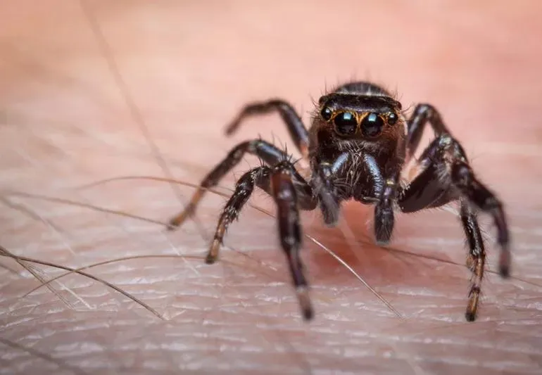 how to treat a spider bite at home