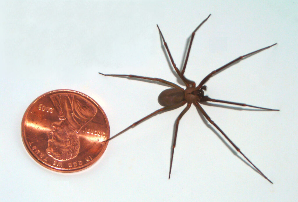 small brown spiders in house (1)