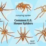 small brown spiders in house (1)