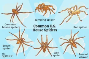small brown spiders in house (1)