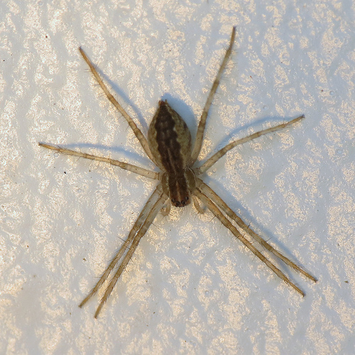 small brown spiders in house (2)