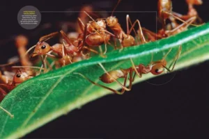 spiders that look like ants the tiny masters of disguise in nature
