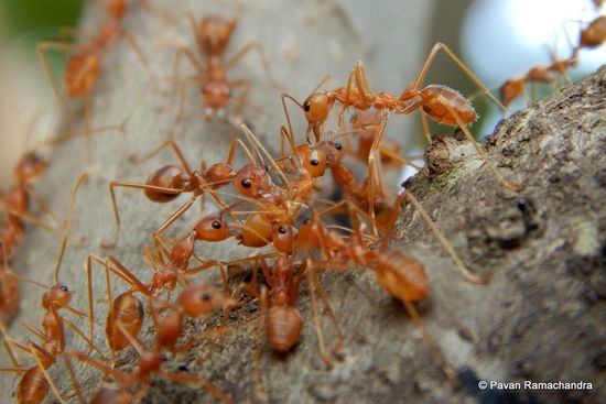 spiders that look like ants the tiny masters of disguise in nature