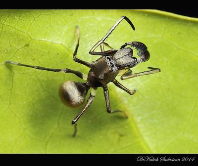 spiders that look like ants the tiny masters of disguise in nature