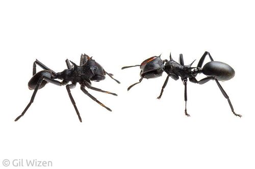 spiders that look like ants the tiny masters of disguise in nature