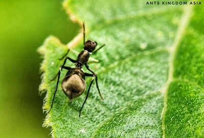 spiders that look like ants the tiny masters of disguise in nature