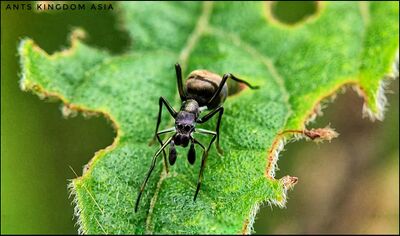 spiders that look like ants the tiny masters of disguise in nature