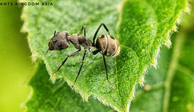 spiders that look like ants the tiny masters of disguise in nature