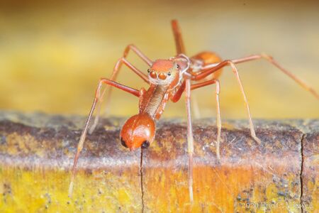 spiders that look like ants the tiny masters of disguise in nature