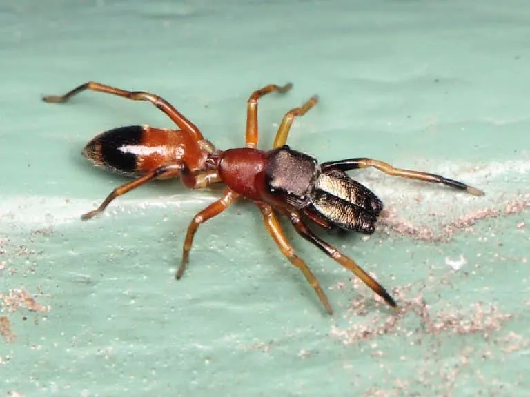 spiders that look like ants the tiny masters of disguise in nature