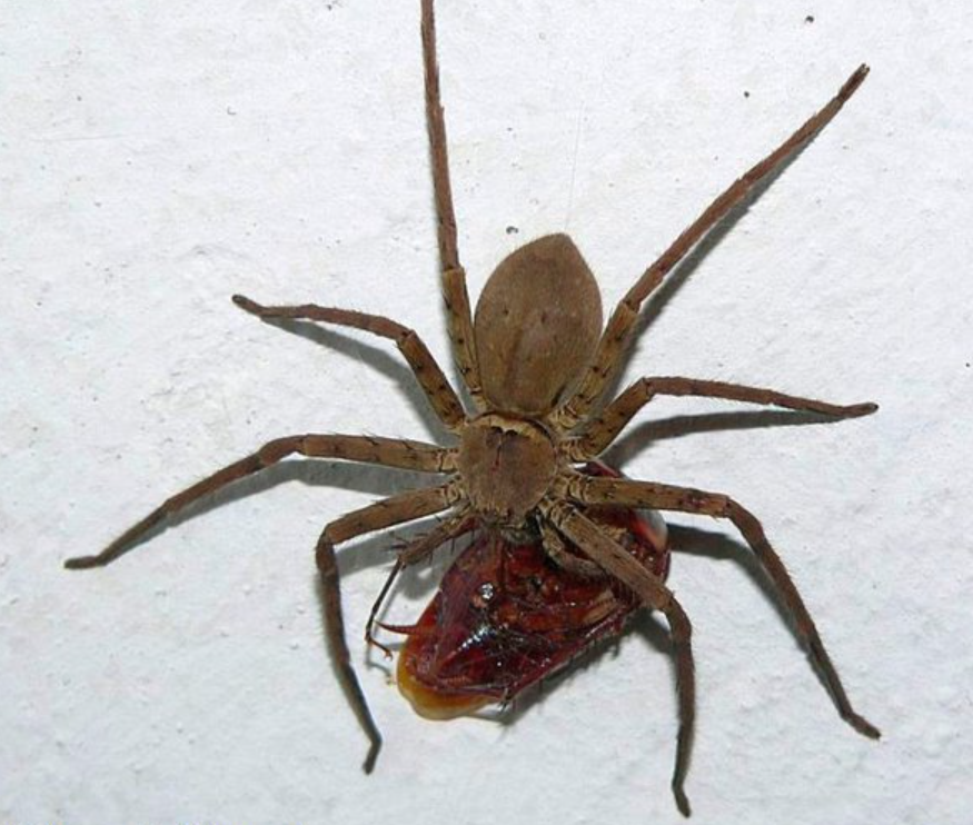 what do house spiders eat (1)