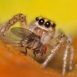 what do house spiders eat (2)