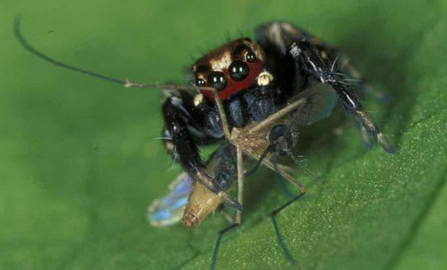 what do house spiders eat (2)