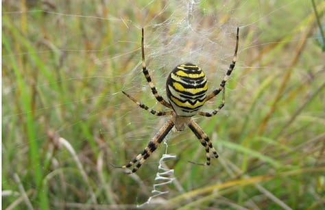 why are spiders important (1)