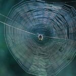 why are spiders important (3)