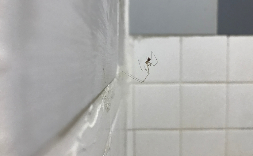 why are there spiders in my bathroom common reasons and easy fixes (1)