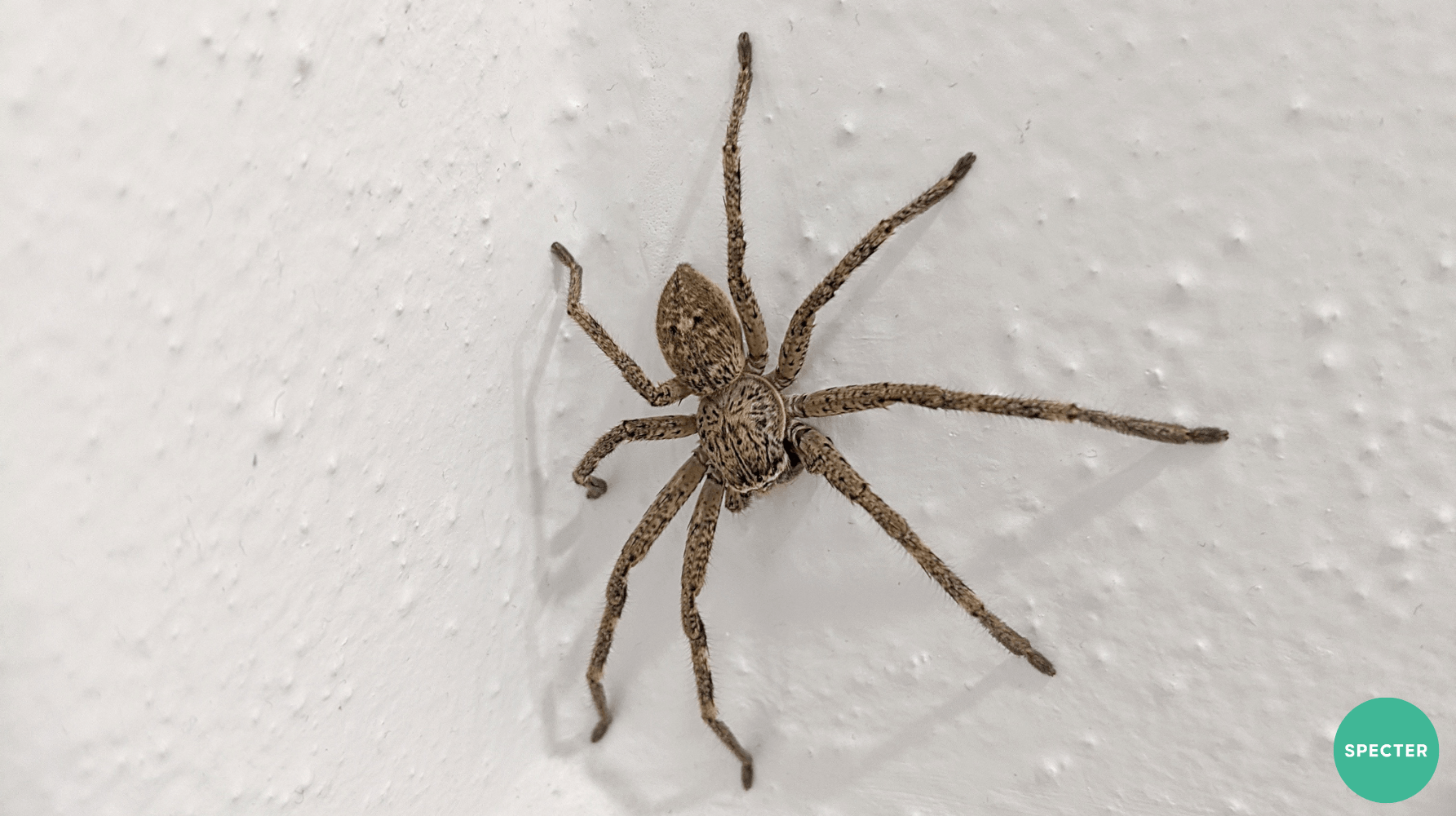 Common house spider indoors