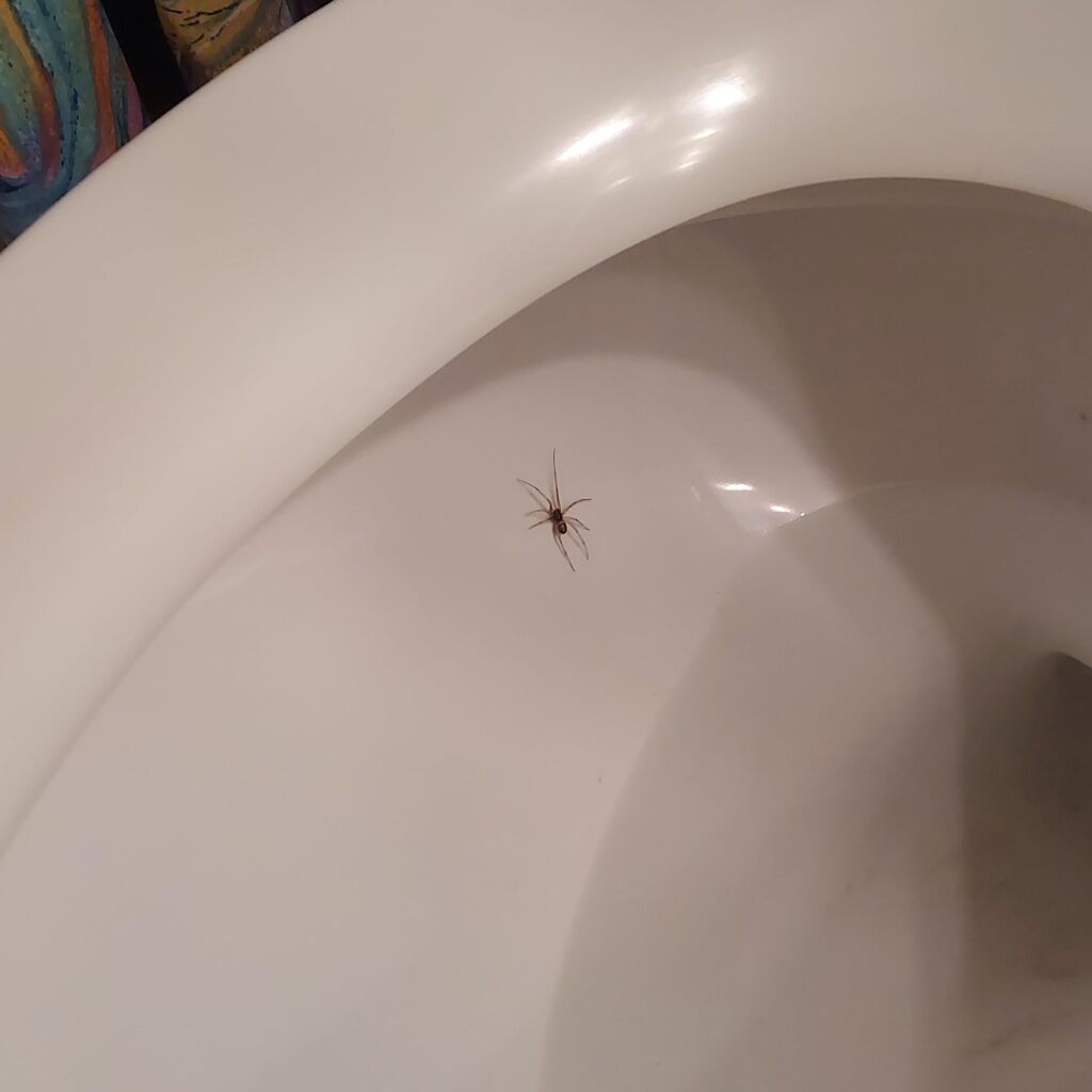 why are there spiders in my bathroom common reasons and easy fixes (2)