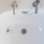 why are there spiders in my bathroom common reasons and easy fixes (3)