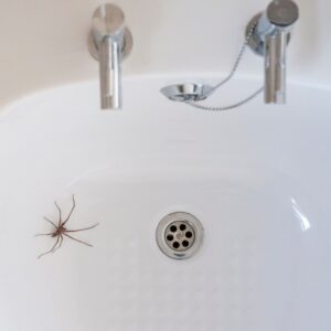 why are there spiders in my bathroom common reasons and easy fixes (3)