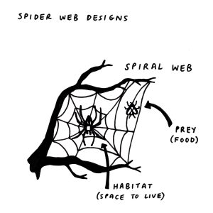 why do spiders build webs (1)