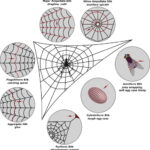 why do spiders build webs