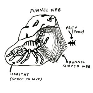 why do spiders build webs (2)