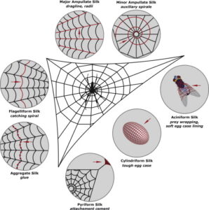 why do spiders build webs