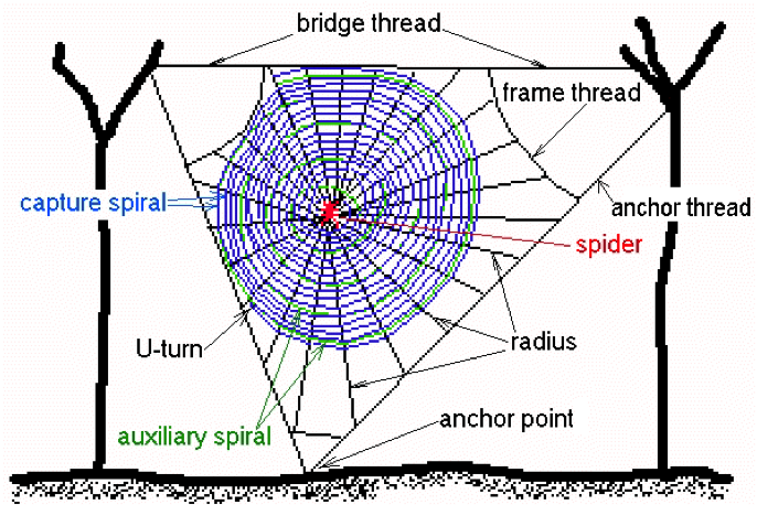 why do spiders build webs