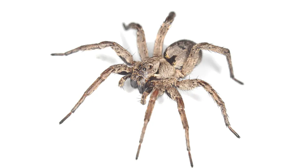 wolf spiders